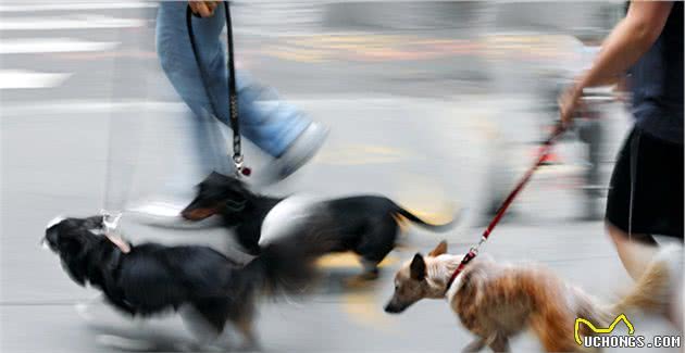 为什么遛狗时，狗狗会拼命拉着宠主往前跑？其实原因有5点