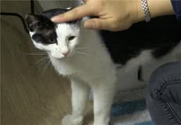 猫狗双全的家庭，猫咪和狗狗为了家的和谐，大概贡献了毕生的演技