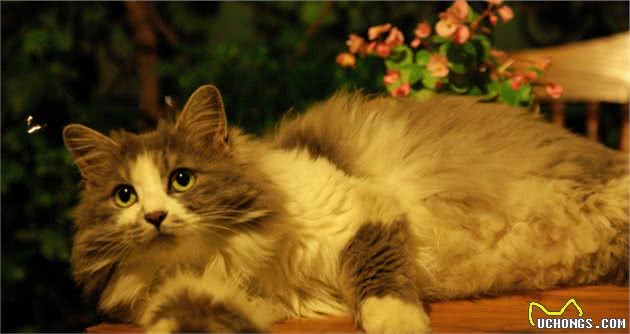嘿！想养猫的看这里，带你了解各类喵的属性（中）