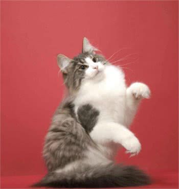 嘿！想养猫的看这里，带你了解各类喵的属性（中）