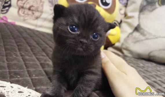嘿！想养猫的看这里，带你了解各类喵的属性（中）