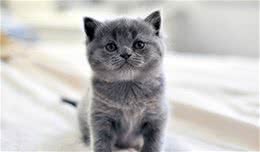 嘿！想养猫的看这里，带你了解各类喵的属性（中）