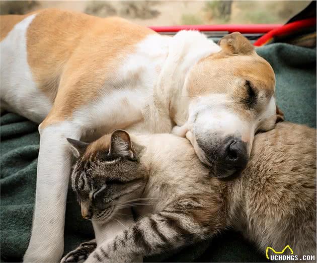 谁说猫狗不能做朋友？帅气汪搂小猫憨憨入睡，一脸幸福：我老婆