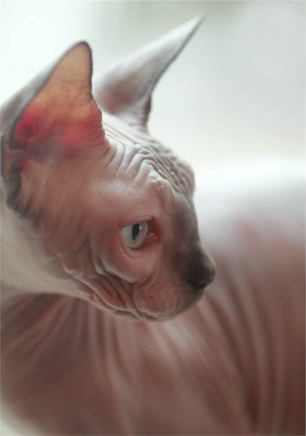 为什么说你应该拥有一只斯芬克斯猫？