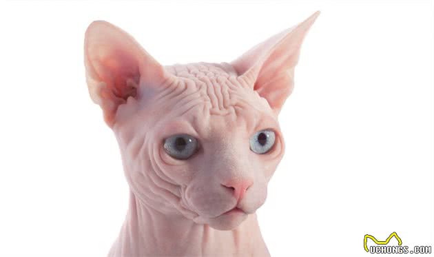 为什么说你应该拥有一只斯芬克斯猫？
