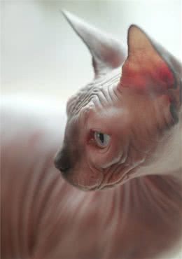 为什么说你应该拥有一只斯芬克斯猫？