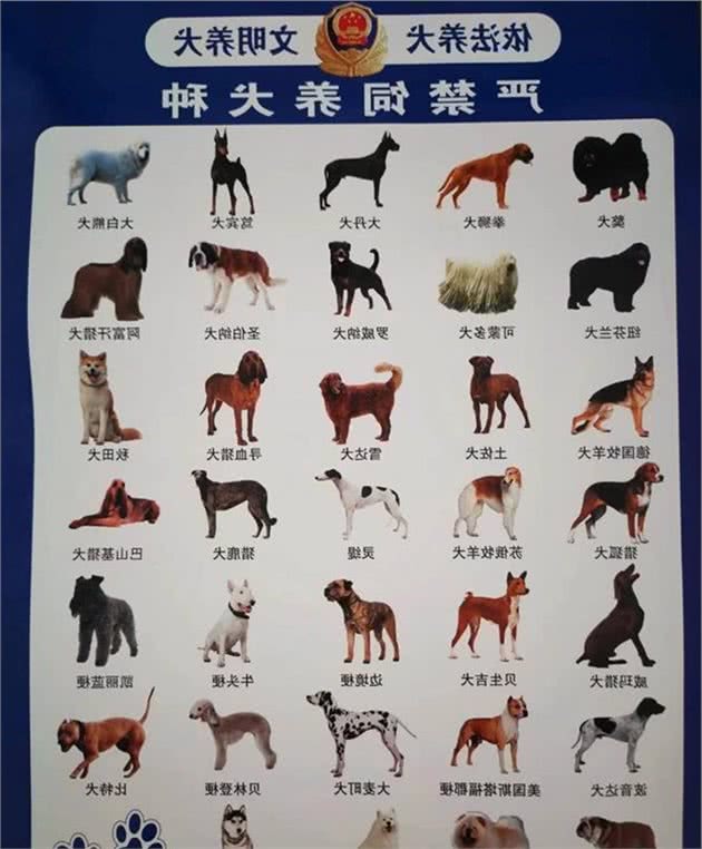 遛狗不牵绳，萨摩耶咬了人，罚款2000元，狗被没收