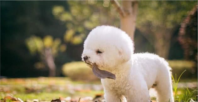 比熊犬出现这7个“信号”，说明身体有虫，主人发现就要重视了