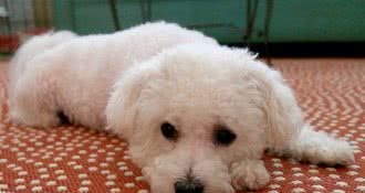 比熊犬出现这7个“信号”，说明身体有虫，主人发现就要重视了