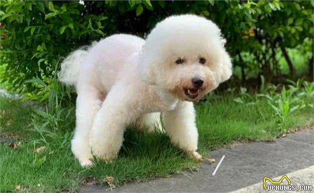 比熊犬出现这7个“信号”，说明身体有虫，主人发现就要重视了