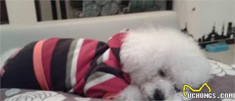 比熊犬出现这7个“信号”，说明身体有虫，主人发现就要重视了