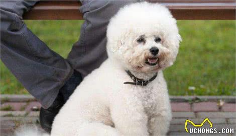 比熊犬出现这7个“信号”，说明身体有虫，主人发现就要重视了