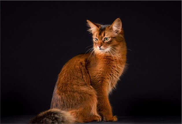 世界名猫-索马里猫