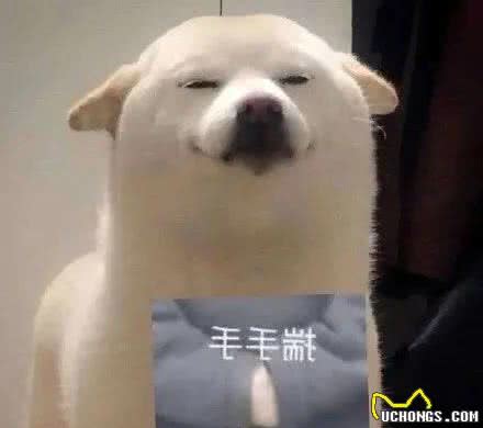 「新手养狗」很多人不知道，原来养狗要准备这么多东西