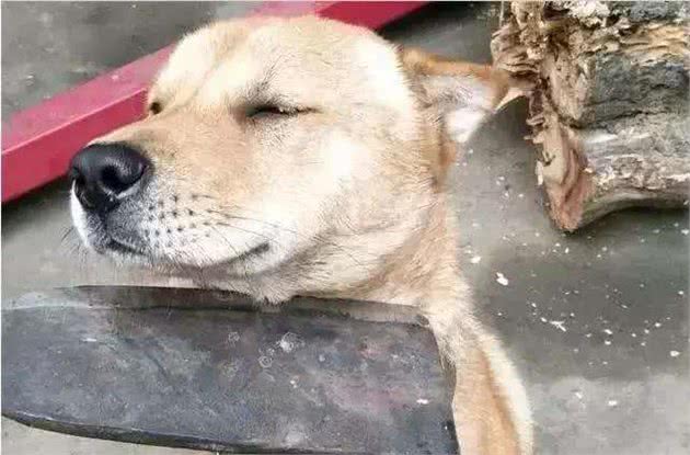 天下狗子都一个德行，犯错后都是这些反应，你家狗子是哪一种呢？