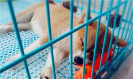 你知道吗，其实狗狗住笼子，要比住狗窝好