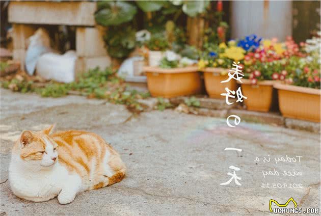 养猫带来的好处