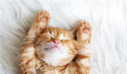 养猫带来的好处
