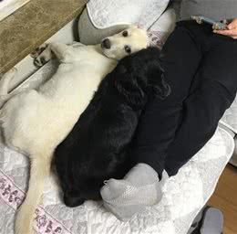 关于狗粮，你家狗狗是怎样选粮的