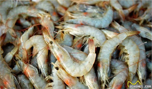 狗狗为什么突然瘸了？如何通过天然饮食维持狗狗的关节健康？