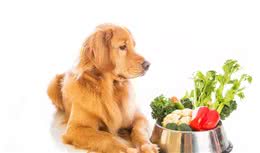 关于狗狗消化系统的6个事实，你必须了解