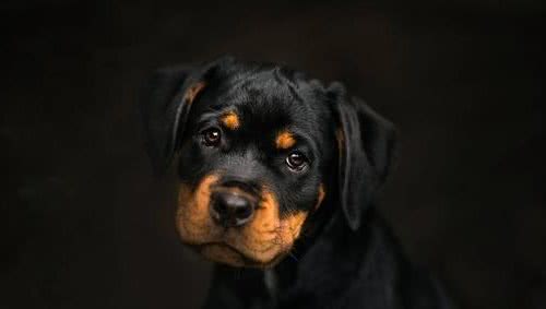 世界名犬大全（七），你想知道的世界名犬都在这里