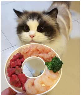 生肉喂养是否符合主子天性？