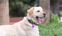 世界犬种智商排行榜第七位的拉布拉多