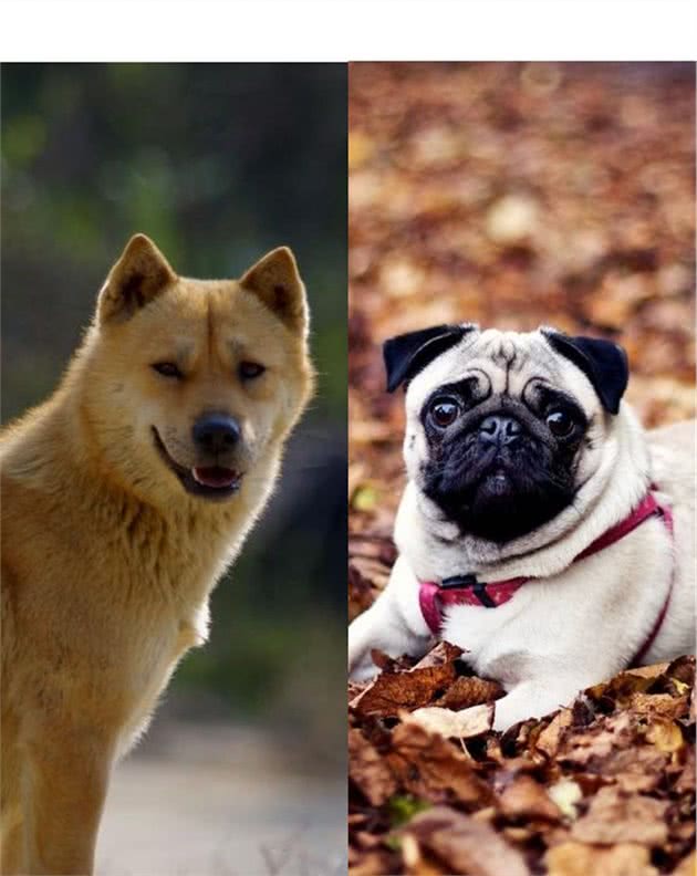 同样是“中国犬种”，为什么巴哥犬比中华田园犬要受欢迎？