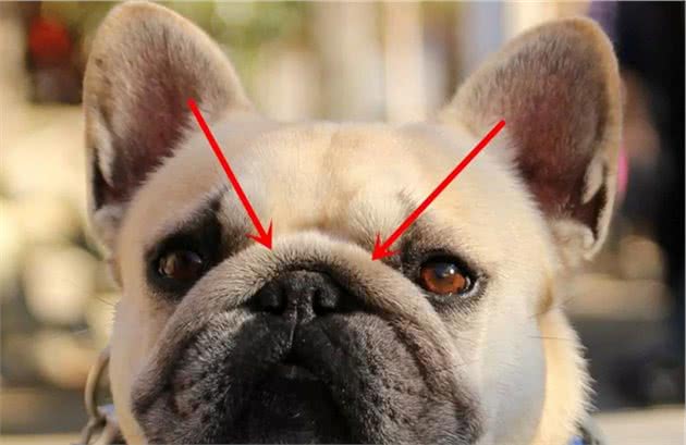 同样是“中国犬种”，为什么巴哥犬比中华田园犬要受欢迎？