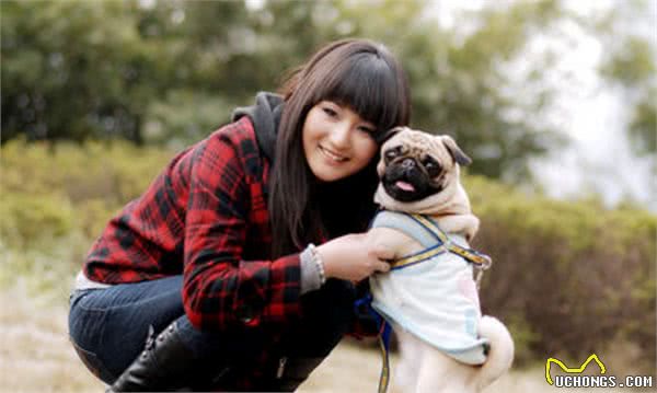 同样是“中国犬种”，为什么巴哥犬比中华田园犬要受欢迎？