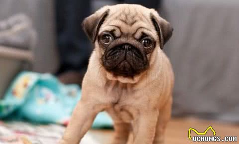 同样是“中国犬种”，为什么巴哥犬比中华田园犬要受欢迎？