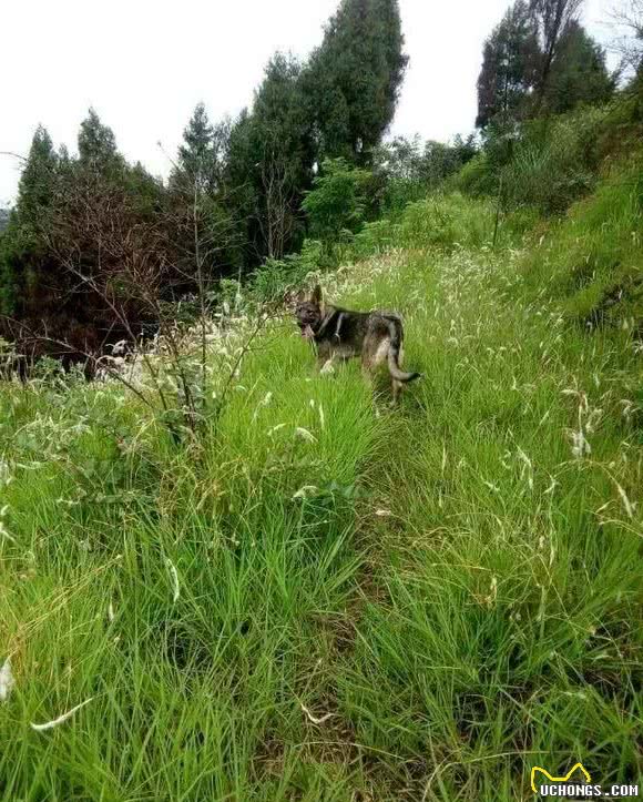 请记住我们的国产警犬—昆明犬，不要再忽略它的存在