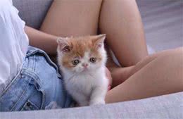 外国美女阴差阳错养了这种猫咪，结果为它们画画竟成就了她的事业