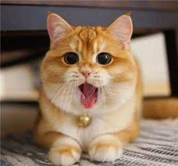 女生适合养什么猫？“英国短毛猫”了解一下