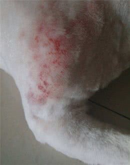 狗狗常见皮肤问题（2）