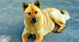 黄狗贱？中国国犬地位何以至此？