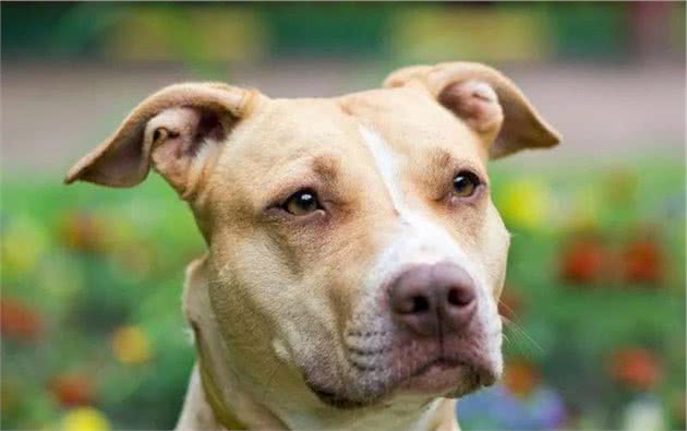 排名第一的猛犬，比特犬它究竟迷人在哪里