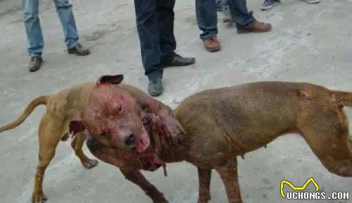 排名第一的猛犬，比特犬它究竟迷人在哪里