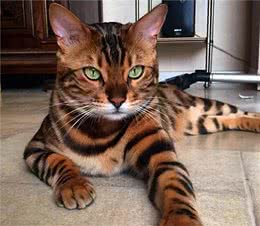 超美的18只猫咪，看第一眼就会喜欢上它，送你你会选那一只