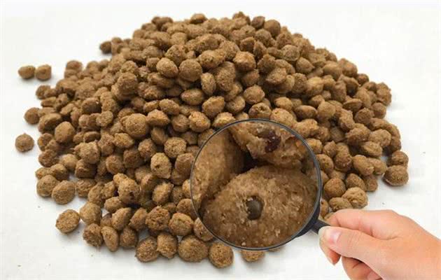 柯基犬的饲养经验分享