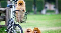 养博美犬，千万不要养公的，这6点太吓人了
