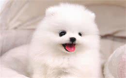 新手养宠：小狗有癣用什么方式来处理？三大护理步骤参考