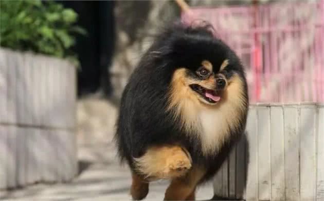 喂养狗狗的7个误区
