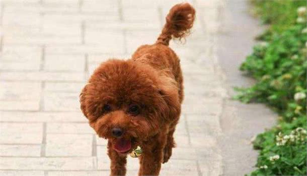 泰迪犬出现这六个异常症状，是在提醒宠主，它需要补钙了