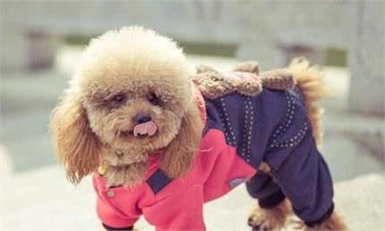 泰迪犬出现这六个异常症状，是在提醒宠主，它需要补钙了