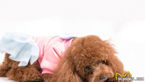 泰迪犬出现这六个异常症状，是在提醒宠主，它需要补钙了