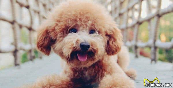 泰迪犬出现这六个异常症状，是在提醒宠主，它需要补钙了