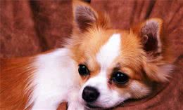 狗狗能不能吃“泡饭”？牙结石、口臭是怎么回事？