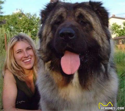 世界十大最强悍猛犬，看着都害怕！